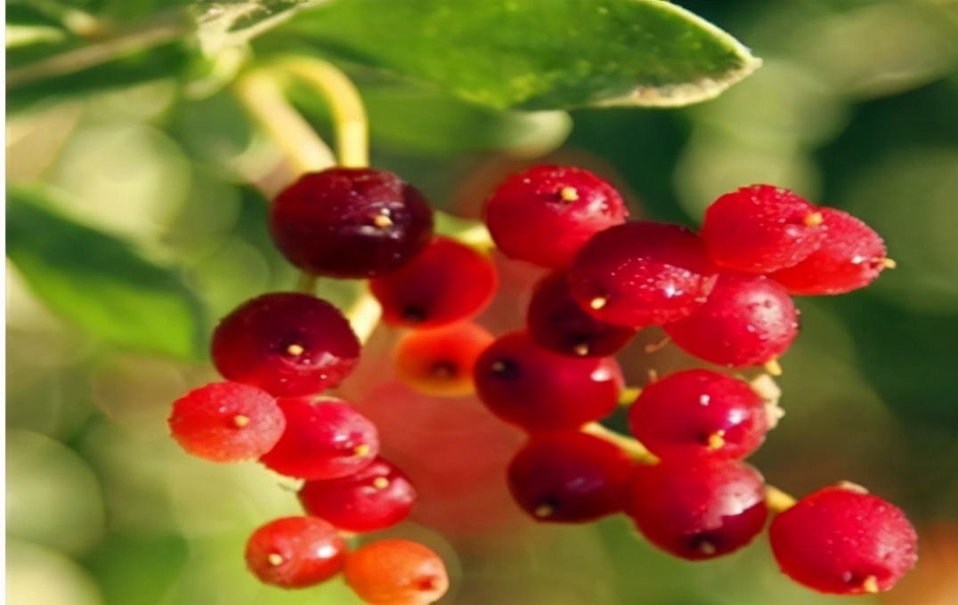 中年人|中年人可以多吃3种食物,排毒养颜、延缓衰老,爱吃就赚了!