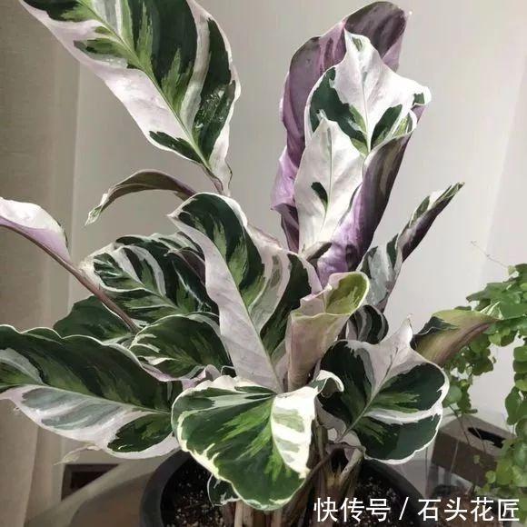 水分|卫生间“潮湿、有异味”?养上6种花草,干净又清新