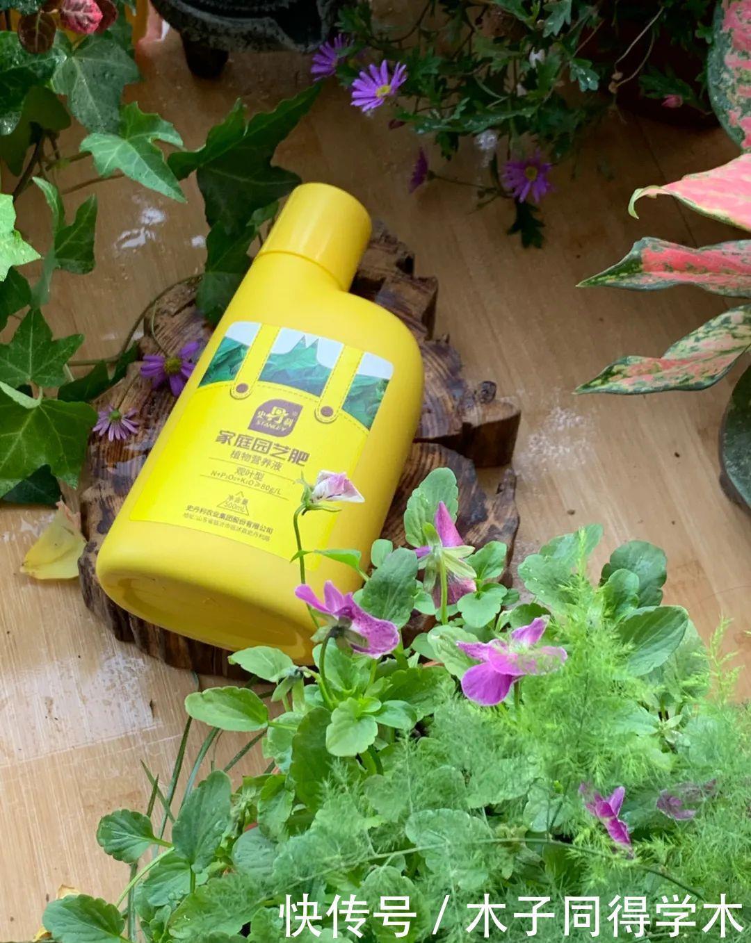 发财树这样养,不烂根,不黄叶,蹭蹭长新芽