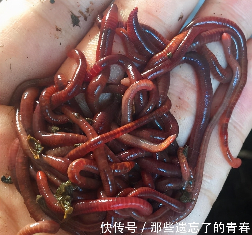 钓友|冬天野钓饵料双雄：蚯蚓和红虫，谁才是真王者？