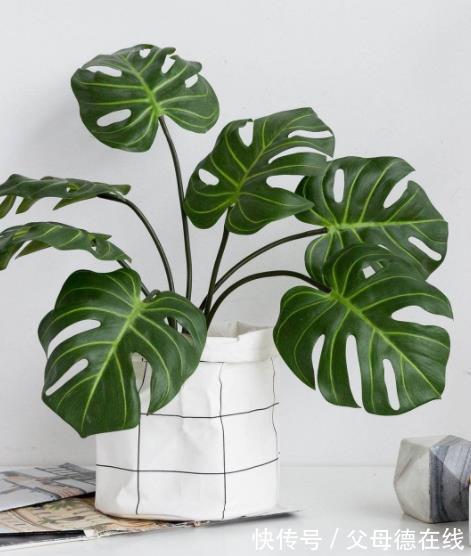 新手养龟背竹有“3忌”,及时避开长势旺,叶片油绿有光泽