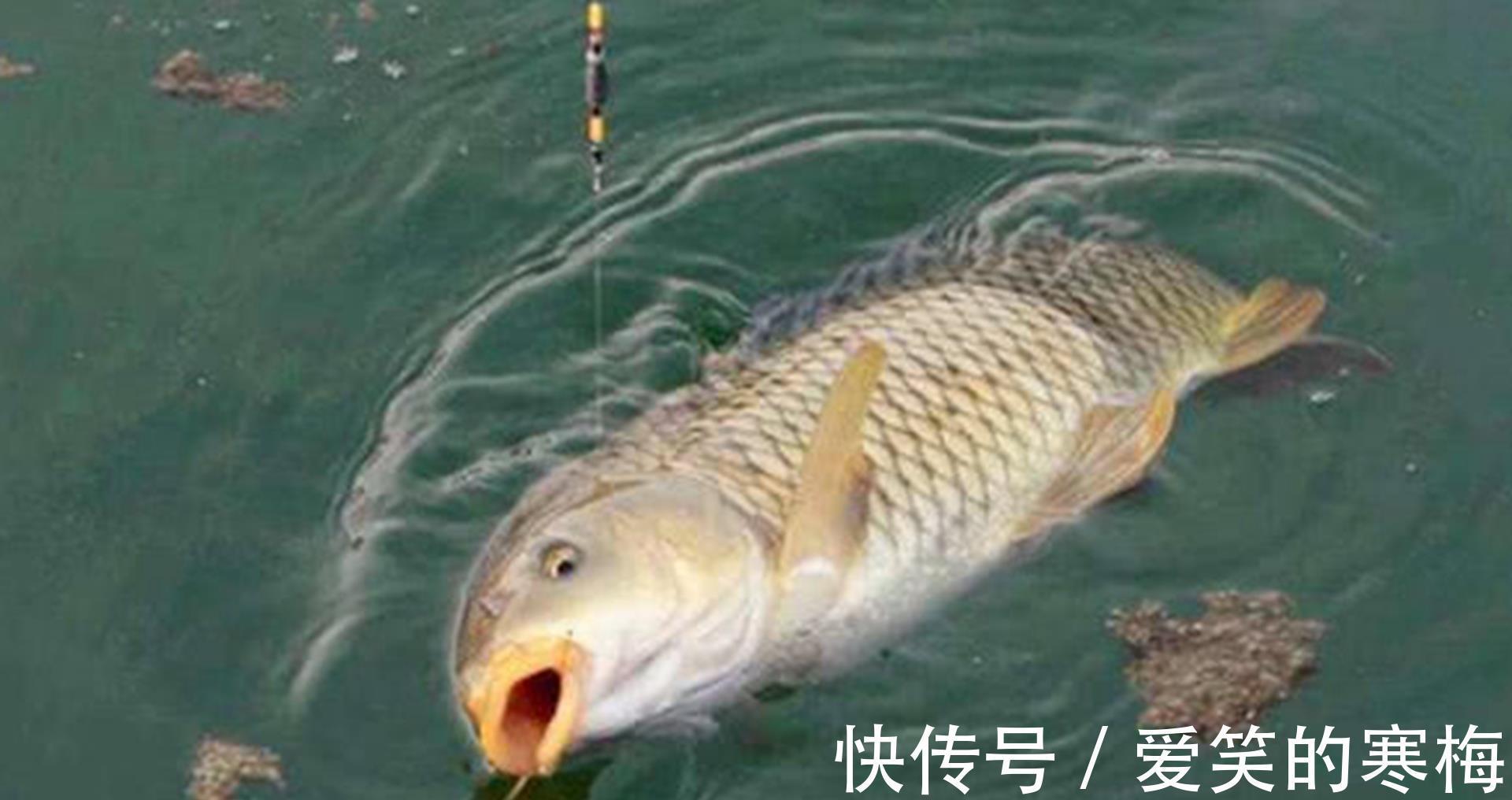 气压|夏季如何钓鲤鱼?只要找对方法,偶尔爆护并不难