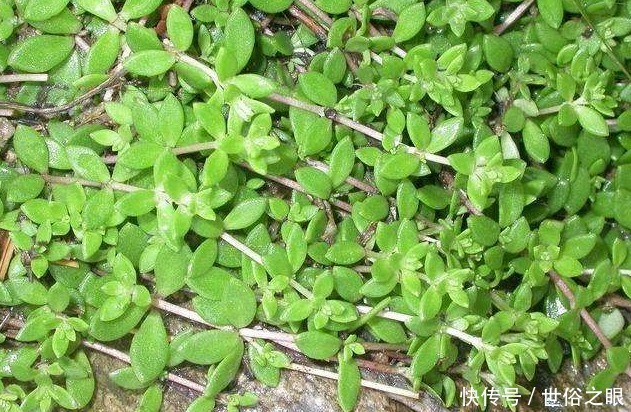 垂盆草|农村常见的一种野草,人们常将其作为盆景,殊不知可以入药