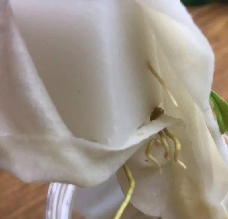 拿它一捂,长寿蟹爪兰嗖嗖冒花苞,多肉呼呼胖三圈