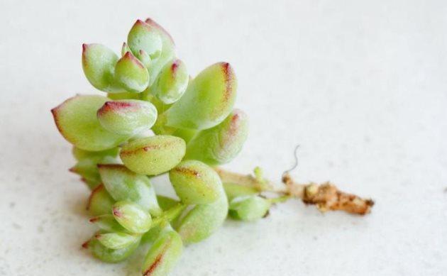 基质|多肉植物达摩福娘的扦插繁殖方法