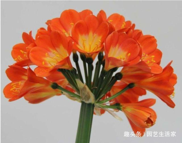 君子兰不长叶浇水用点“它”，1年长出“8个叶”，开花了！