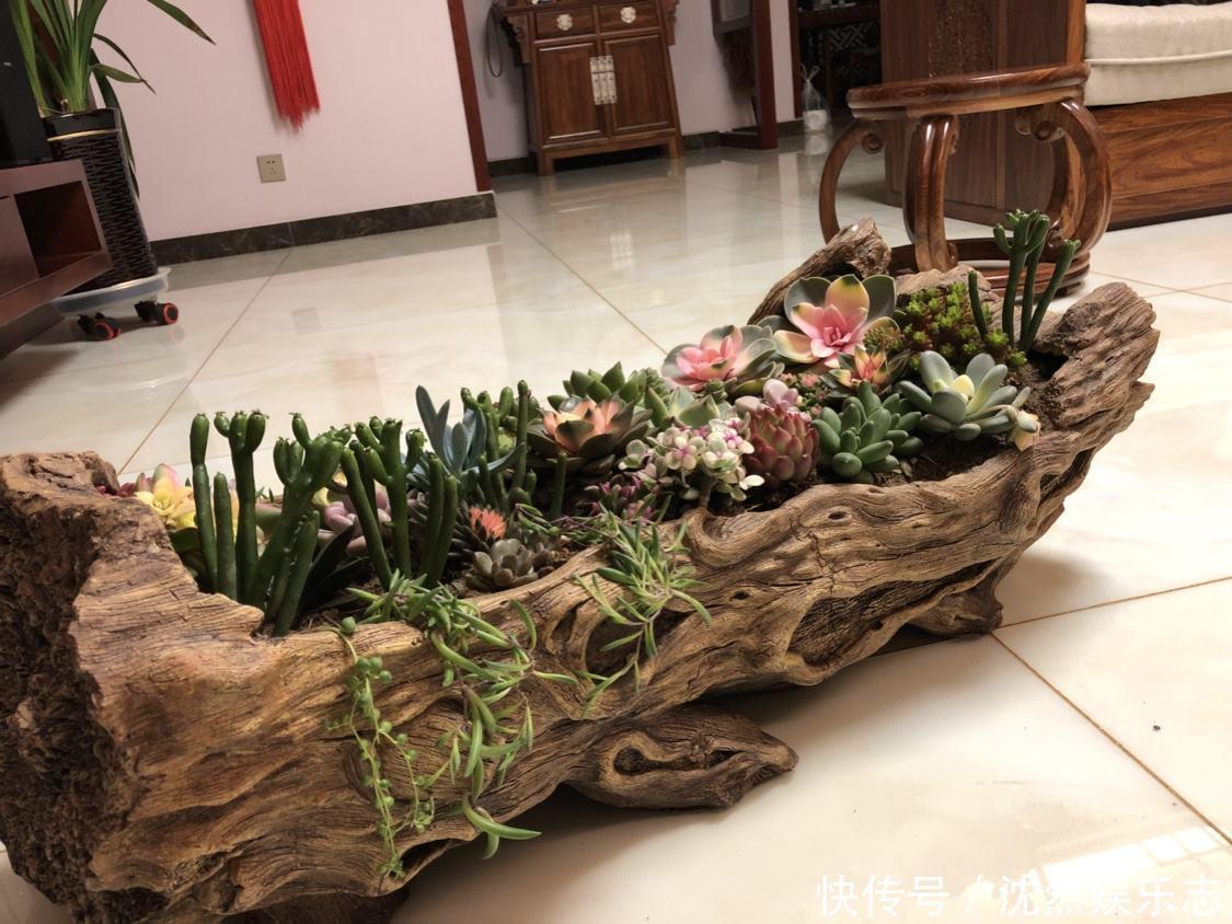凹槽|树林捡块破木桩子,扔上两棵多肉,美到说不出话!