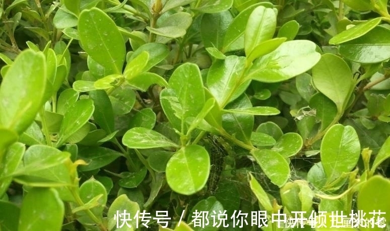 树桩|山上这种老“树桩”,遇见请捡回家,养上三、五年,价值翻几翻