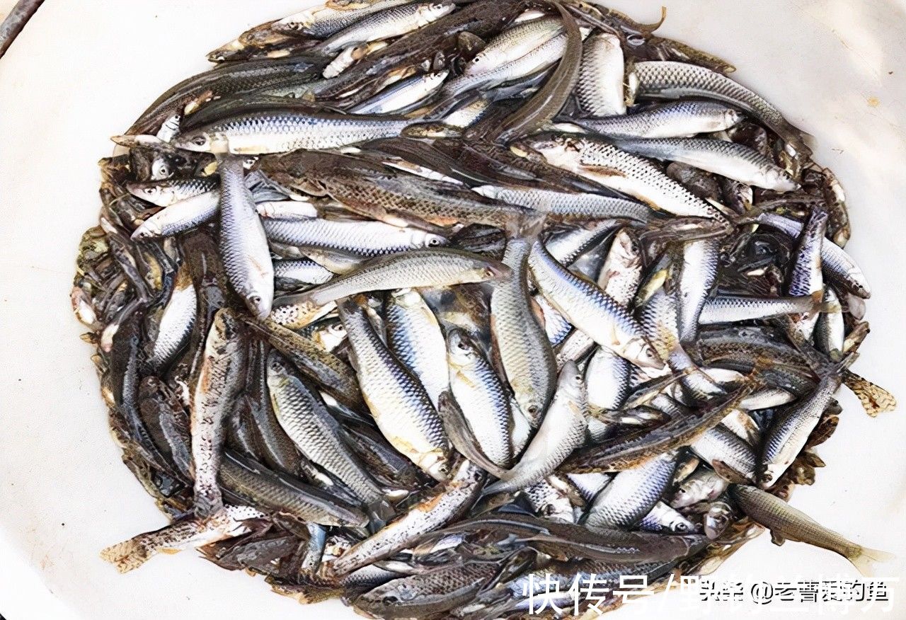 5种让钓友“闻风丧胆”的鱼，它们才是影响中鱼率的罪魁祸首