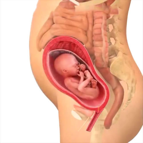 胎儿|孕期40周胎儿生长发育组图,胎儿是这样一天天长大的