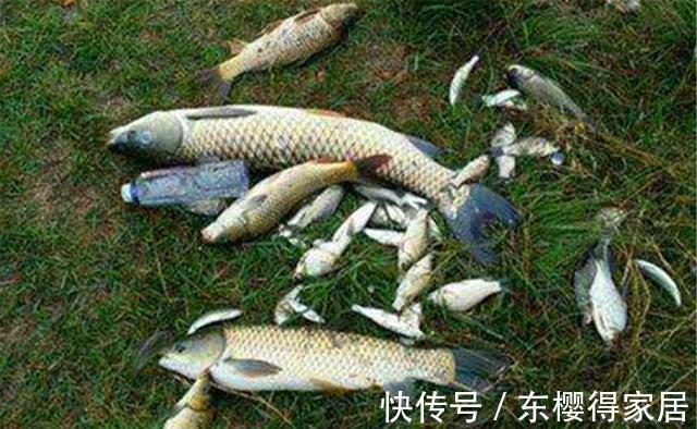 野钓|夏季野钓大鱼，钓深水优于钓浅水，什么地形的深水才有鱼窝？