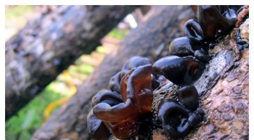 血栓|血栓一扫光!每天吃3克,为血管上保险!孕妇可吃,补血通血