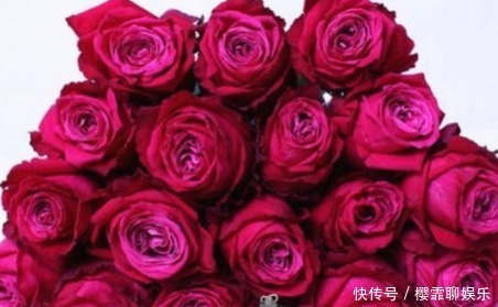 粉色|新手养花,不如养盆花中精品“香格里拉”,花开美艳,格外艳丽