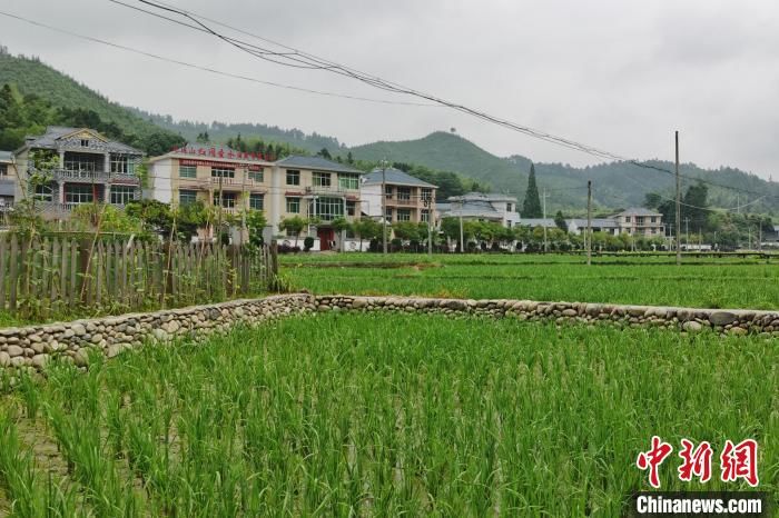 研学游 【网络媒体革命老区行】老区山村的致富新路：红色研学激发乡村活力