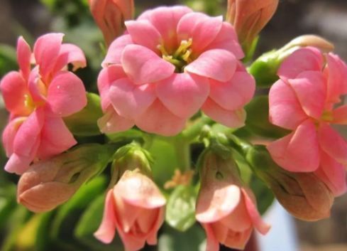 阳台上|养花就养这几款,花朵小巧玲珑,一养就上瘾,开花漂亮