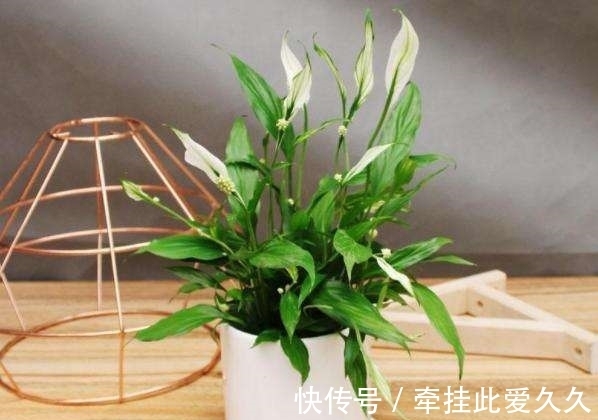 块根|家庭养花总会出现烂根现象,做好这些,再也不用担心换盆了