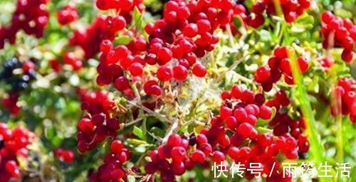 白刺果|男人要养肾,女人要养肝,3种食物,养肝护肝,排毒养颜