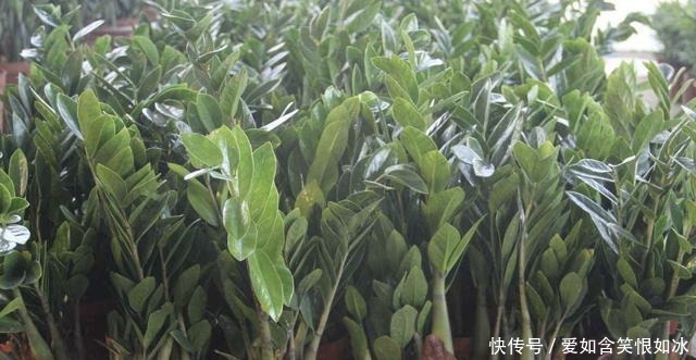 浇水|客厅养护“金钱树”,2个方法学好了,16天冒新芽,植株变高!