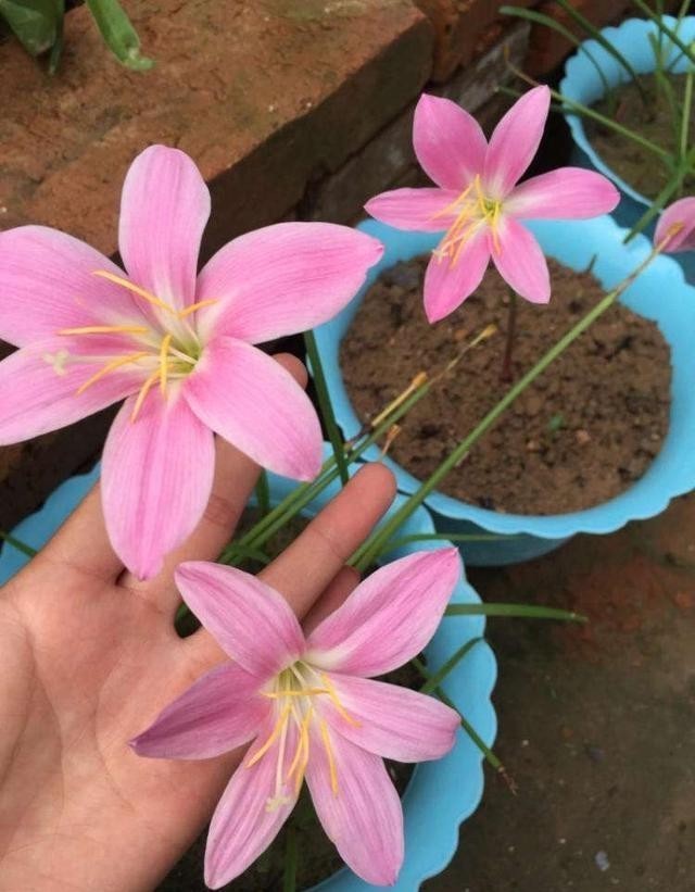  开花|让风雨兰“更勤花”，做到2步，半个月能复花，经常赏花