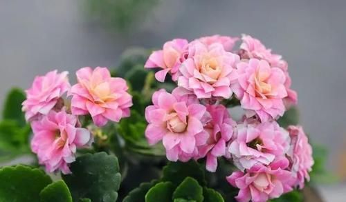 长寿花最爱喝一口“它”，喝一次花苞满枝头，美极了