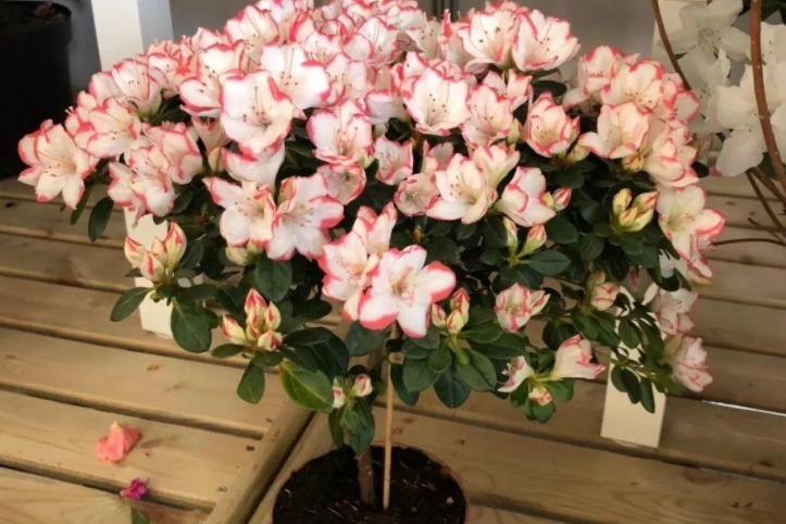 花友们|养花其实不用买土，这么配置万能营养土，有营养又透气