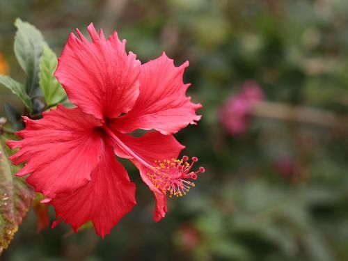 这几种类型的花草,最好不要从网上买,很难养活
