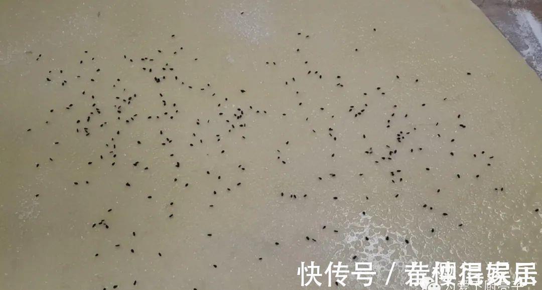 自制千层烤花卷做法，两手一捏，吃着比大鱼大肉还香，上桌全吃光