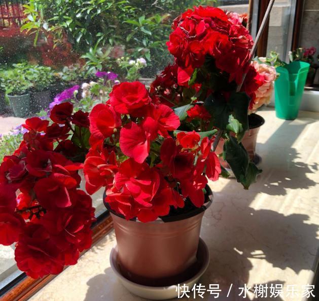 长寿花|到了冬季就盆栽这7样花卉,耐寒能力强,开花美丽又喜庆