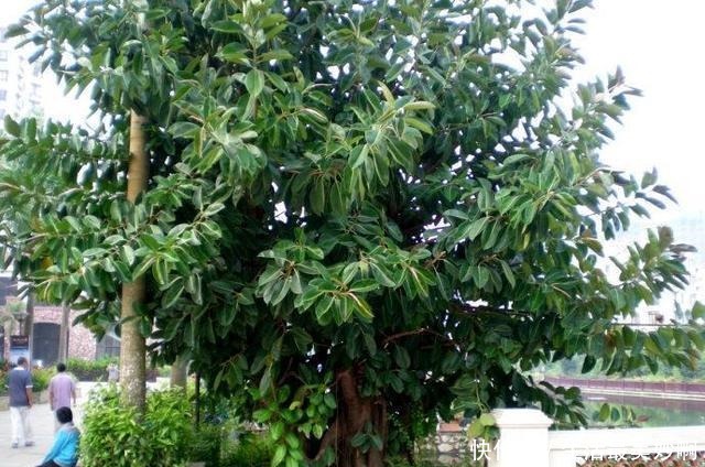 丢了一棵橡皮树，3年长疯了，横竖8米宽，霸占了道路惹人怨！