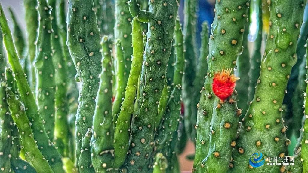 中年|正当时！“云赏”兰州春~