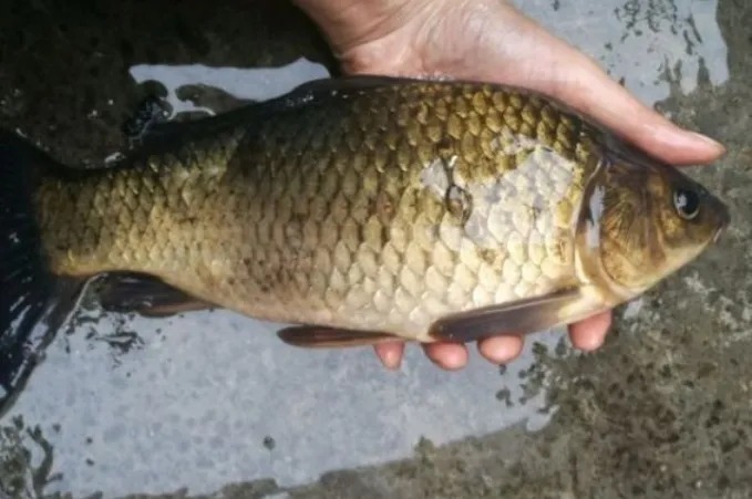 寒冬只要你有这“虾饵”,大板鲫好钓到放不下竿子!