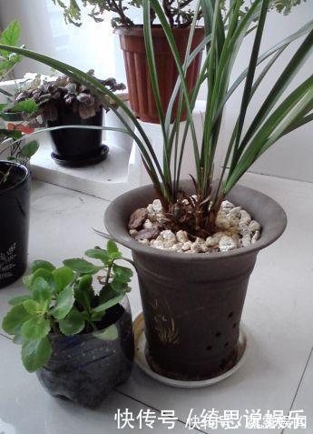 养花|养花换盆换一盆死一棵教你一招，换盆依然长势旺盛猛开花！