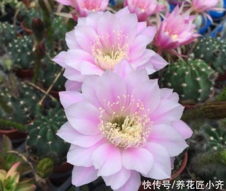 仙人球中有六个品种，它们是“开花劳模”，条件达到可以四季开花