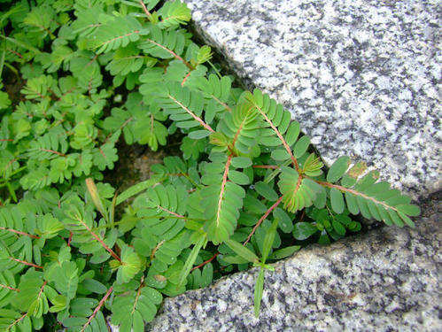 牙疼草|有种草叫“牙疼草”,生在农村形似含羞草,如今市场上一斤80元