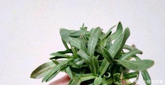 “野草”名字很好听，热水一烫成“面条”，女人吃了好处多