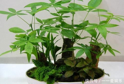 盆景|家里别乱养花,要养就养这六种,旺宅招财还养人,空气好事事顺心