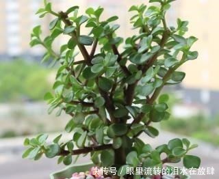 金枝玉叶长的“狂魔乱舞”,剪几刀,秒变“悬崖桩”,烂根也不怕!