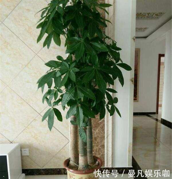 发财树|电视柜旁边,养什么花,3种选一个,格调高,寓意好,人气旺