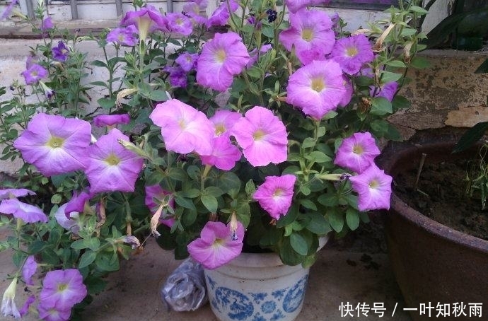 爆盆|这种花漂亮极了,一根枝条就能繁殖多盆,一年四季都开花爆盆!