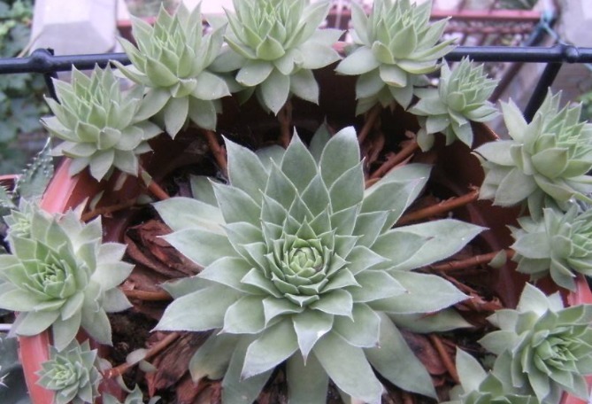 如何养多肉观音莲教你3个养护妙招,轻松爆盆,长出千朵小莲花