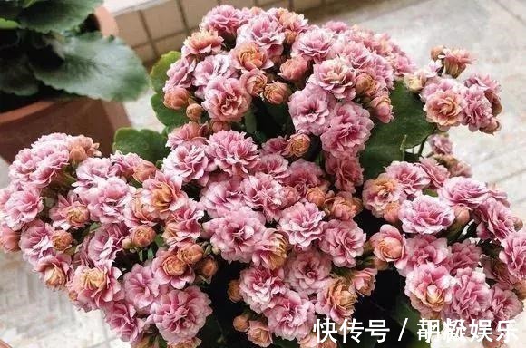 技巧|1盆长寿花长出“25根”花箭，掌握“4个技巧”，你也可以做到