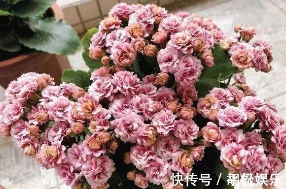 技巧|1盆长寿花长出“25根”花箭,掌握“4个技巧”,你也可以做到