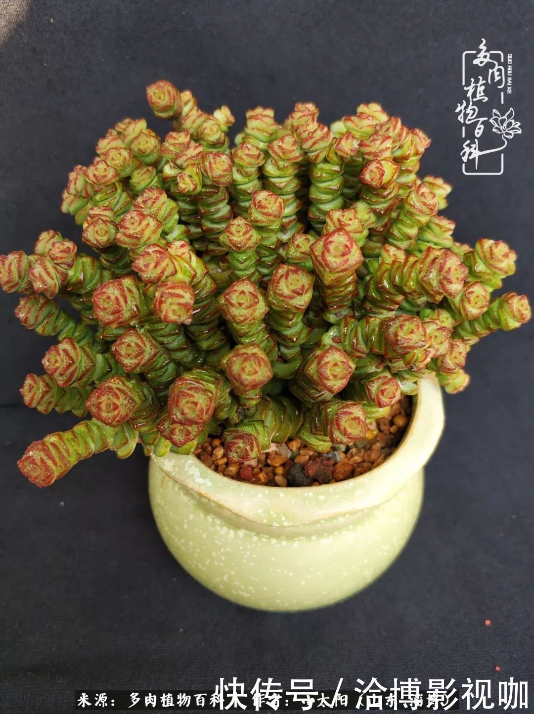 小苗|脱坑一年,最后发现自己生活里始终离不开多肉!