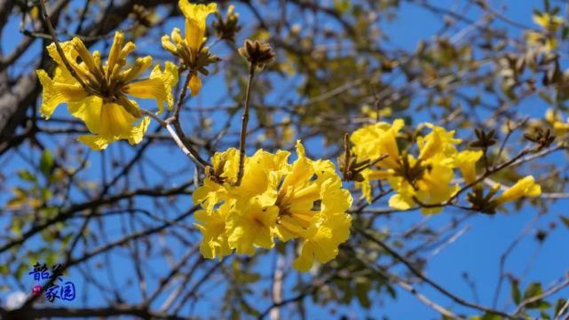 中年|赏花变＂伤花＂!网友曝光一群游客不文明赏花,树枝被摧残!