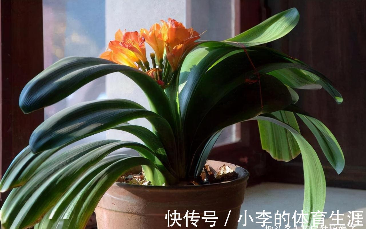 君子兰出现5个特征，是需要翻盆了，但时机不成熟，做好3点能缓解