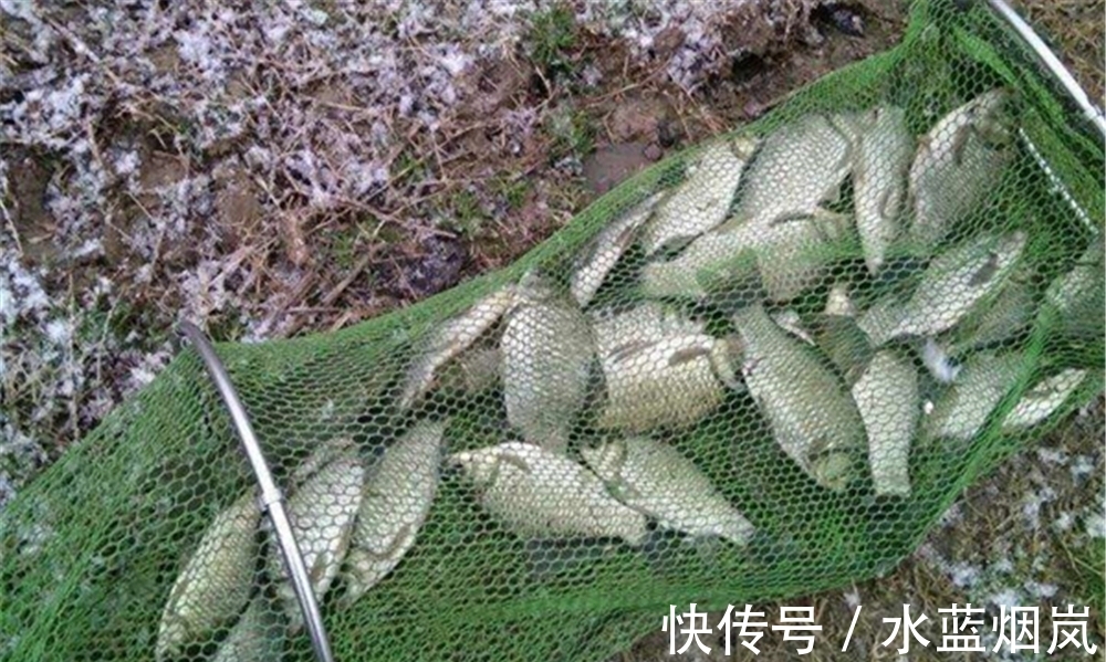 冬季天冷吃口差,4种饵最受鲫鱼欢迎,别不信,比商品饵更好用