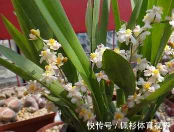 新手养花,不如养盆花中精品“戴尔巴德”,花型丰满,丰腴婀娜