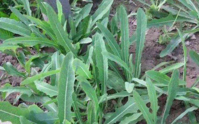 常吃|农村这种野菜浑身都是宝，老一辈称为“救命菜”，常吃凉血润燥