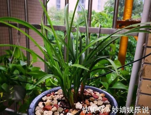 有机肥|家里养花，2种东西掺盆里，土壤疏松透气，比淘米水强10倍！