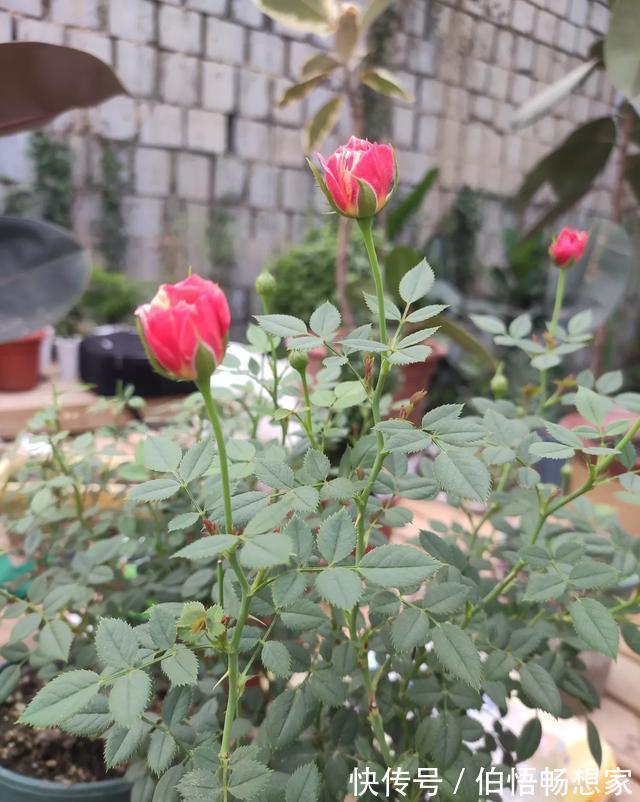 秋高气爽扦插月季花,用点“生根土”,一周生根,长芽就开花